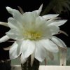 Echinopsis_albispinosa